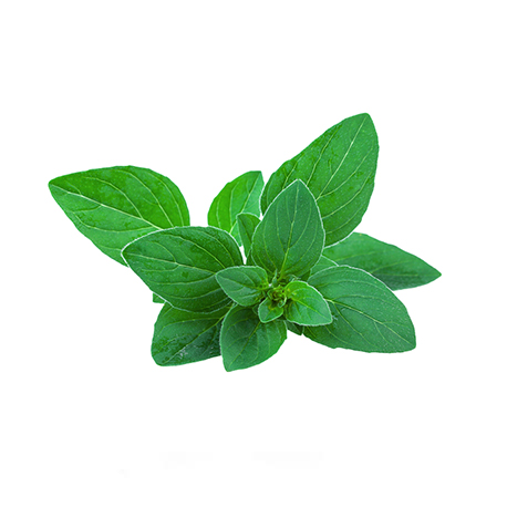 Menthe Verte